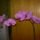 Phalaneopsis_lepke_orchidea_707943_27713_t