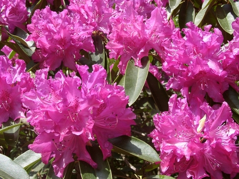 rhododendron_rozsaszin