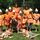 Taborozo_teti_kisdiakok_a_honfoglalas_korat_ideztek_fel_77571_061689_t