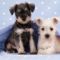 miniature schnauzer puppies