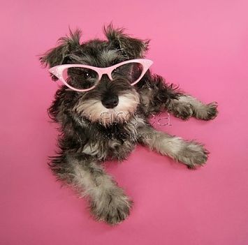 schnauzer-puppy-wearing-pink-glasses