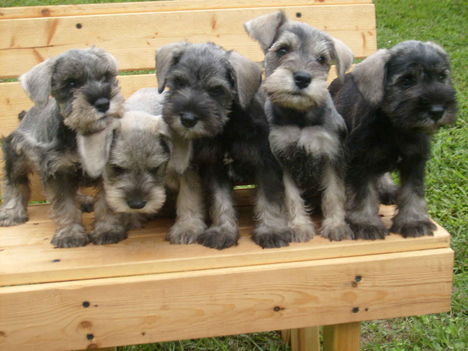 SCHNAUZERS