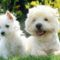 west-highland-white-terriers