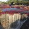 Cano Cristales-Kolumbia 20