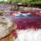 cano-cristales1