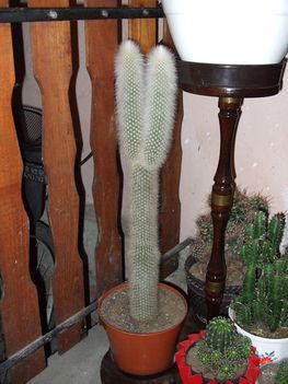 kaktuszaim