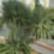 Yucca liliompálma