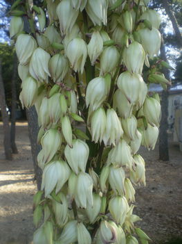 Yucca virága közelről