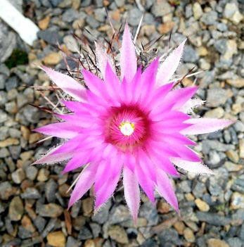 Coryphantha neomexicana