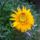 Gazania-001_784367_46568_t