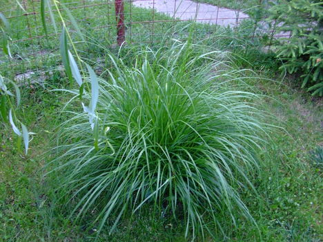 Pampa fű