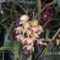 orchideák 001