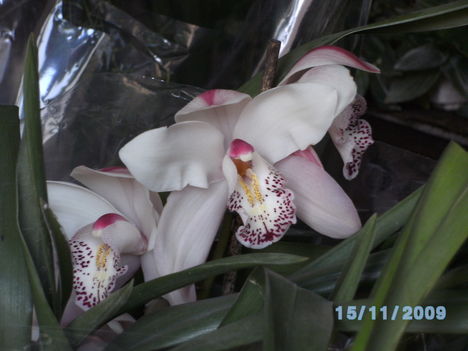 orchideák 003