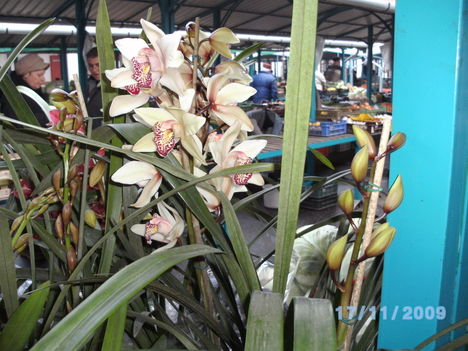 orchideák 009