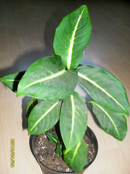 Dieffenbachia