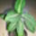 Dieffenbachia_787918_45363_t