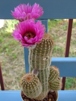 Echinocereus