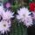 Echinopsis-003_787375_22694_t