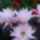 Echinopsis2_787376_44308_t