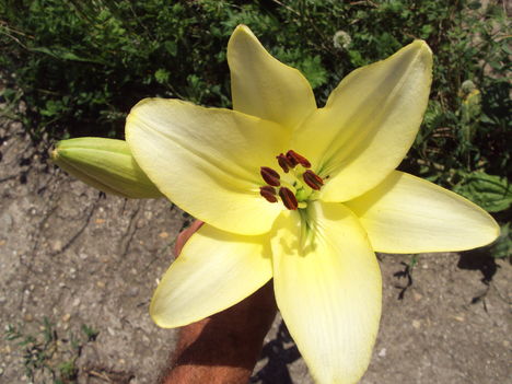 liliom 2010 {40}