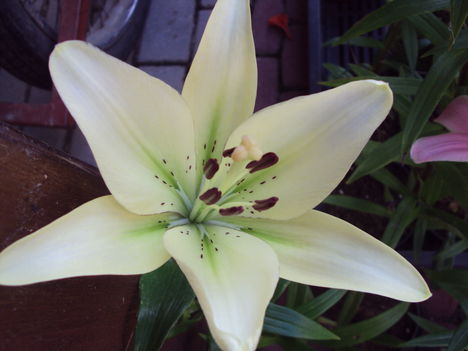 liliom 2010 {41}