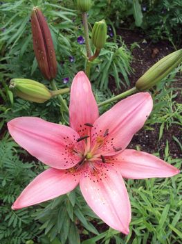 liliom 2010 {42}