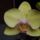 Phalaenopsis-004_789831_56977_t