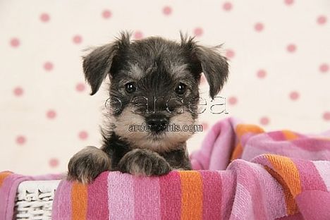 dog-miniature-schnauzer-puppy-6-weeks-old_1455899