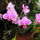 Orchidea-002_78068_551926_t