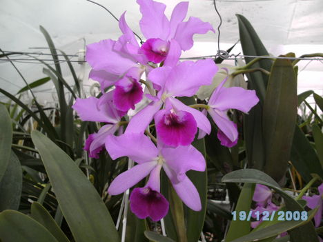 BILD0039 L.cattleya