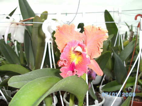 BILD0062 cattleya