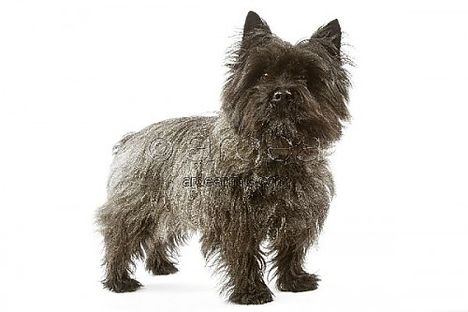 dog-cairn-terrier