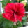piros szegfűvirágú törpe