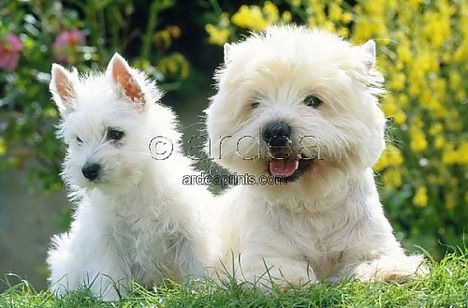 west-highland-white-terriers