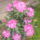 Rhododendron_793177_81360_t