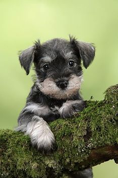 dog-miniature-schnauzer-puppy-6-weeks-old-on-a-mossy-log_1455901