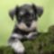 dog-miniature-schnauzer-puppy-6-weeks-old-on-a-mossy-log_1455901