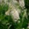 VIRAG  Clethra_alnifolia2