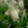 Virag__clethra_alnifolia2_794010_66689_t