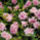 Virag_calystegia_hederacea___flore_pleno___1_23_794013_29975_t