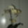 Egy_uj_szaron_is_viragzom_1_797696_33112_t