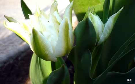 Hófehér tulipán