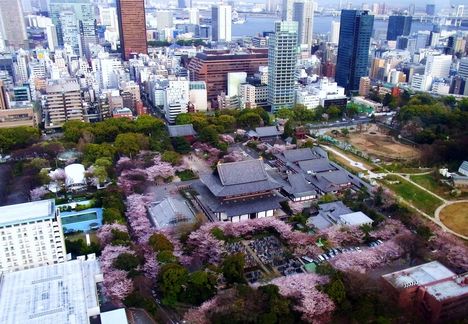 Tokyo cseresznyevirággal körülvetten rgy régi temlom