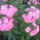 Langvirag_799714_91197_t