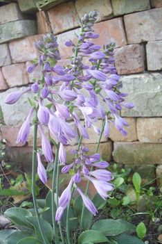 mini hosta