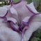 &quot;Brugmansia&quot;