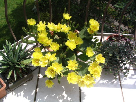 Sné Anikó virágja