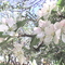 Almaf, hátul cseresznyefa virágzás
