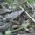 Cimg0008_700683_61949_t