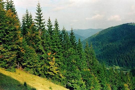 erdő-hegyek